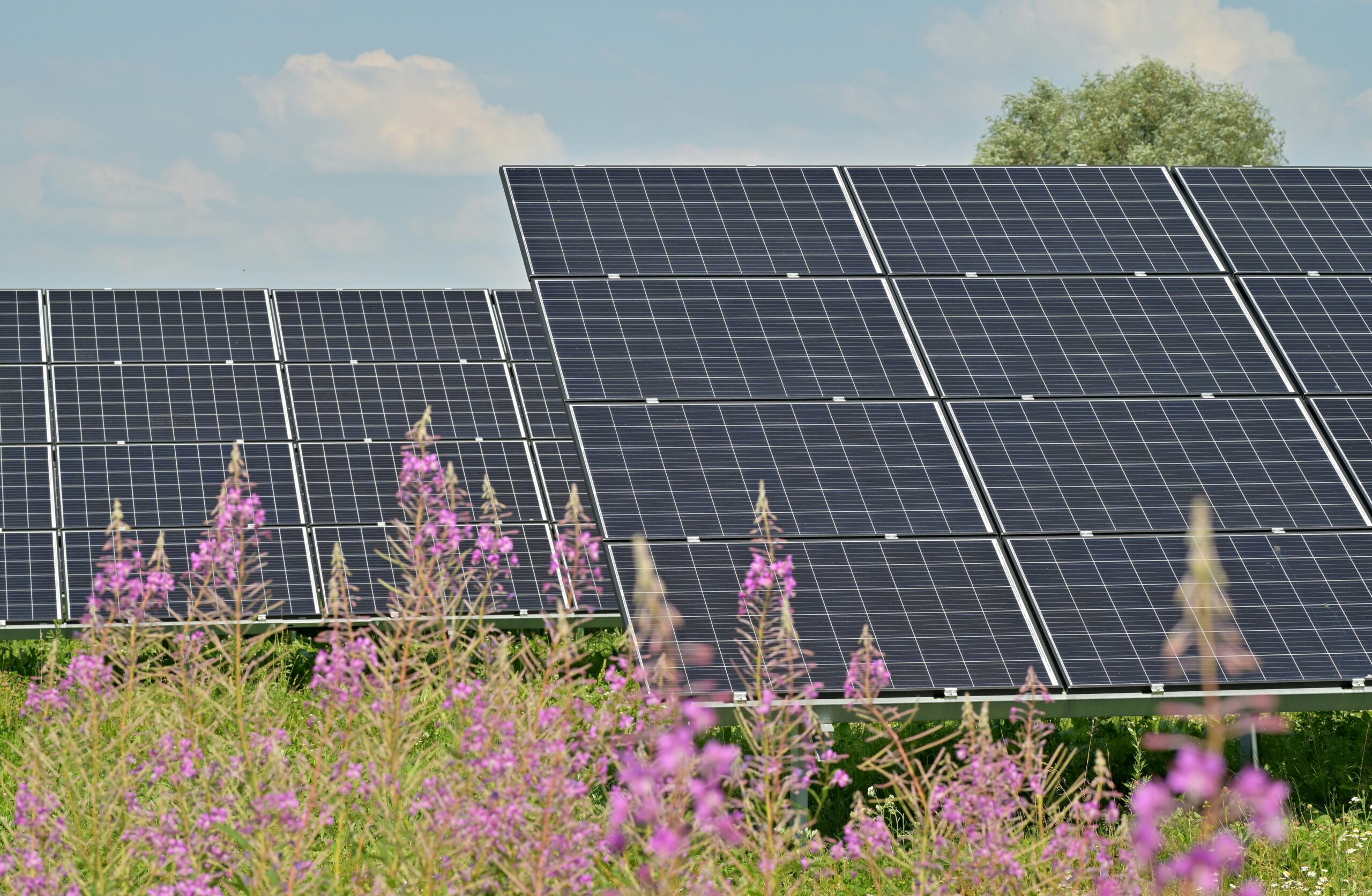 Solar panels in a grassy field with wildflowers, similar to Hooksett's landfill solar array in New Hampshire